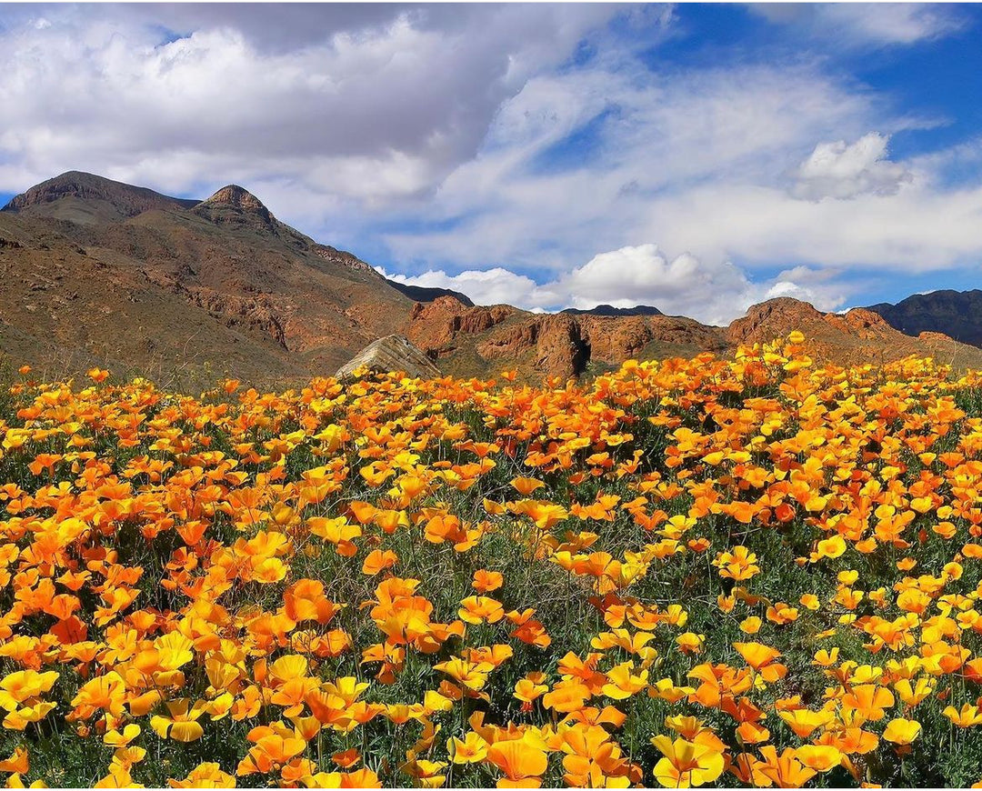 Take Wiff of the Flowers While You Hike