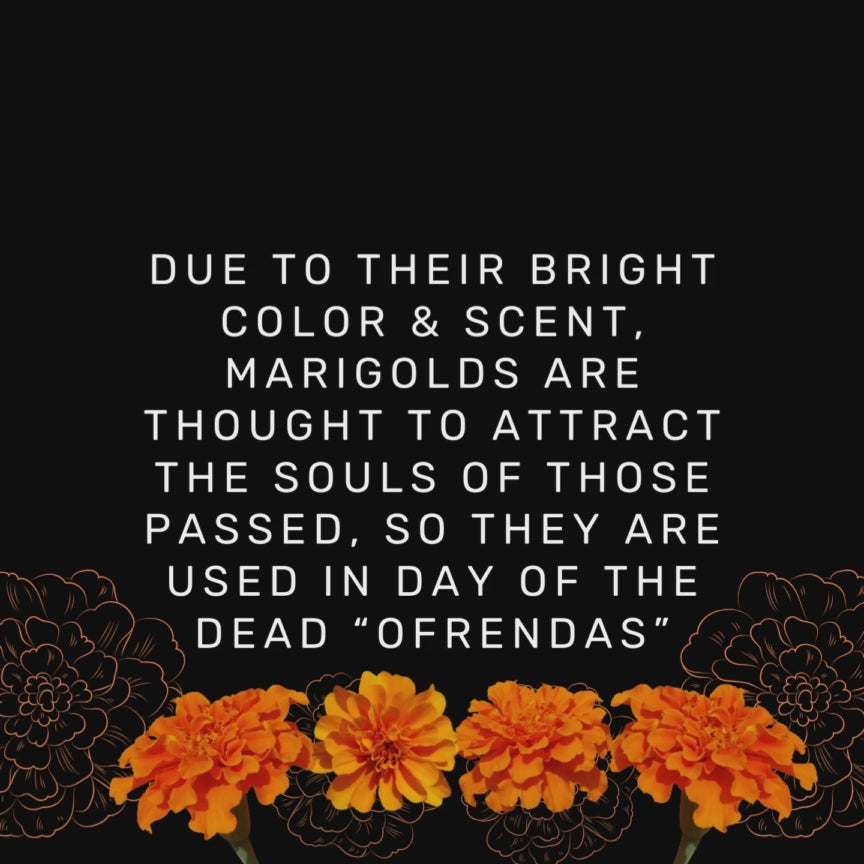 Unisex Pachuca Ruca Long Sleeve Tee